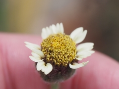Tridax procumbens