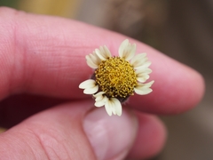 Tridax procumbens