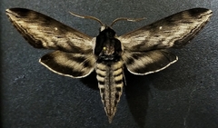 Sphinx gordius