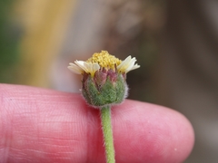 Tridax procumbens