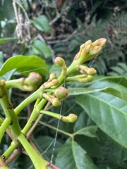 Billia rosea