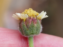 Tridax procumbens