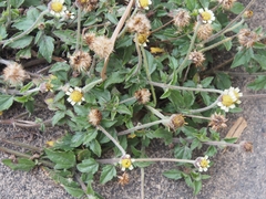 Tridax procumbens