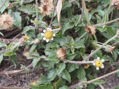Tridax procumbens