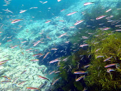 Trachinops taeniatus