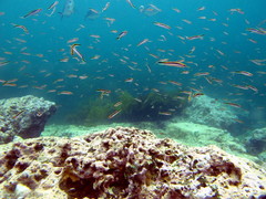 Trachinops taeniatus