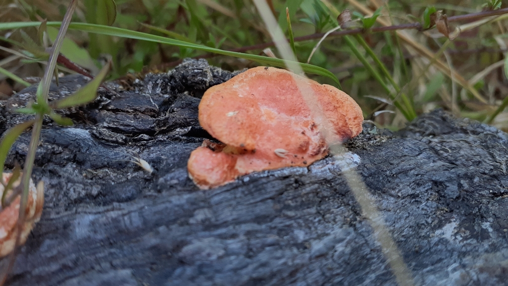 Trametes coccinea · January 2026 · photo: © aardvark04 (iNaturalist, cc0)