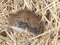 Microtus mexicanus