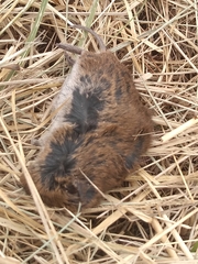 Microtus mexicanus