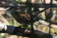 Zonotrichia albicollis
