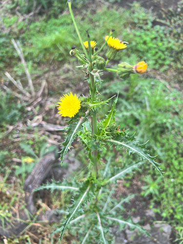 Sonchus asper observed 2026-01-12