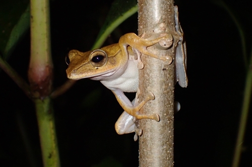 Polypedates leucomystax