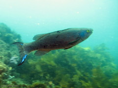 Olisthops cyanomelas