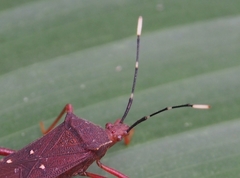 Leptoscelis quadrisignatus
