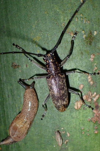 Epepeotes luscus