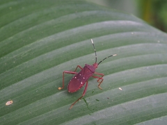 Leptoscelis quadrisignatus