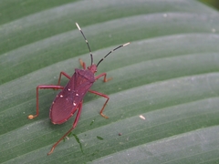 Leptoscelis quadrisignatus