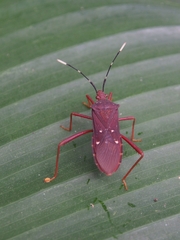 Leptoscelis quadrisignatus