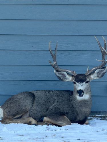 Mule Deer photographed in Colorado