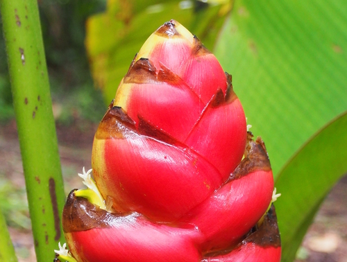 Image of Heliconia imbricata by (c) Lena Struwe, some rights reserved (CC BY-SA)