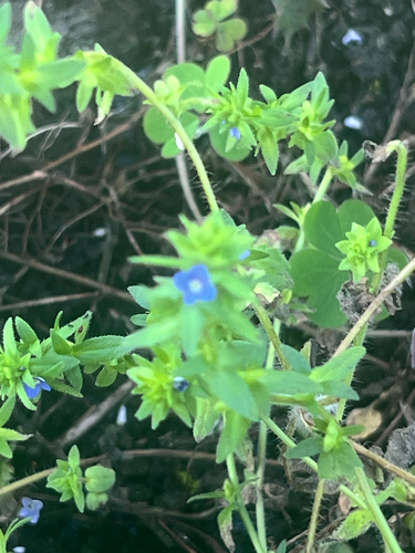 Veronica arvensis observed 2026-01-12