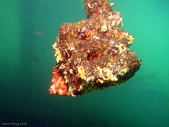 Eubalichthys mosaicus