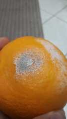 Penicillium italicum