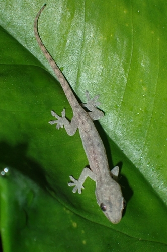 Hemidactylus frenatus