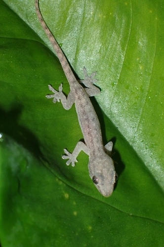 Hemidactylus frenatus