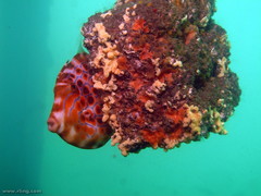 Eubalichthys mosaicus