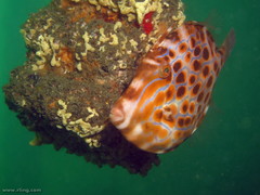 Eubalichthys mosaicus