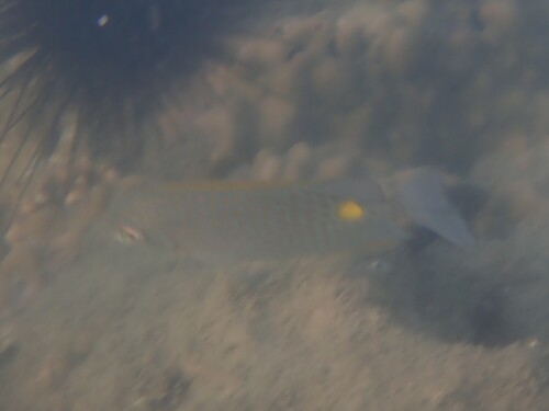 Siganus guttatus