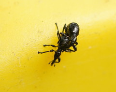 Rhynolaccus formicarius