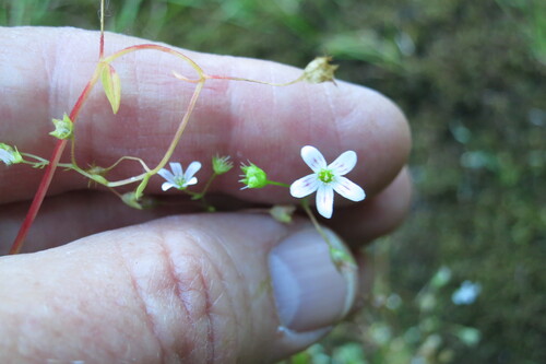 Nuttall's Saxifrage (Cascadia nuttallii)