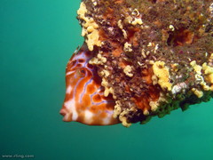 Eubalichthys mosaicus