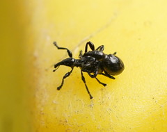 Rhynolaccus formicarius