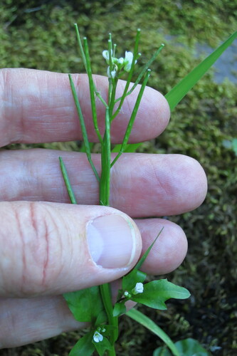 Brewer's bittercress (Cardamine breweri)