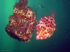 Eubalichthys mosaicus