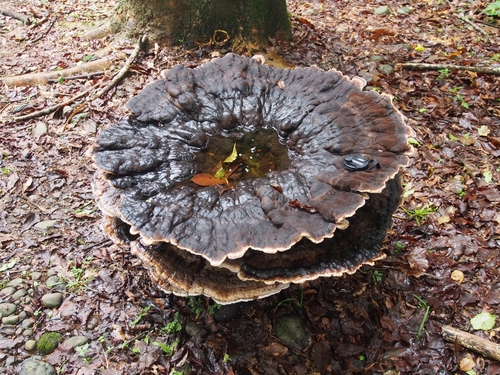 White Chicken Mushroom