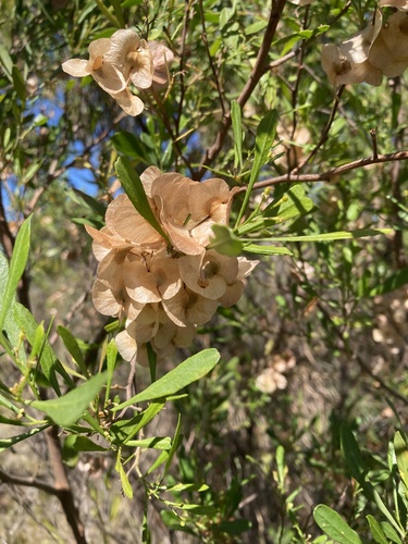 Dodonaea viscosa observed 2026-01-13