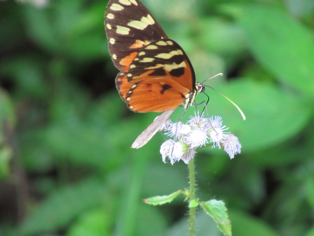 Ithomia celemia