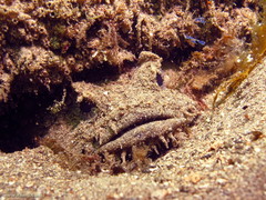 Batrachomoeus dubius