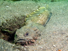 Batrachomoeus dubius