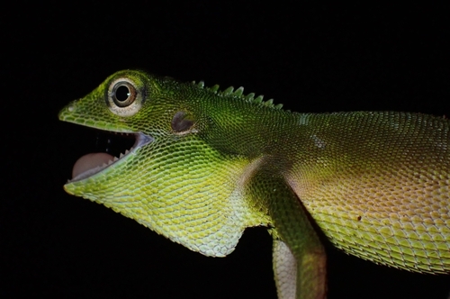 Bronchocela cristatella