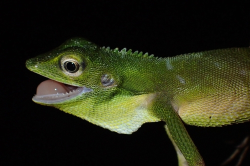 Bronchocela cristatella