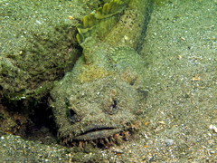 Batrachomoeus dubius