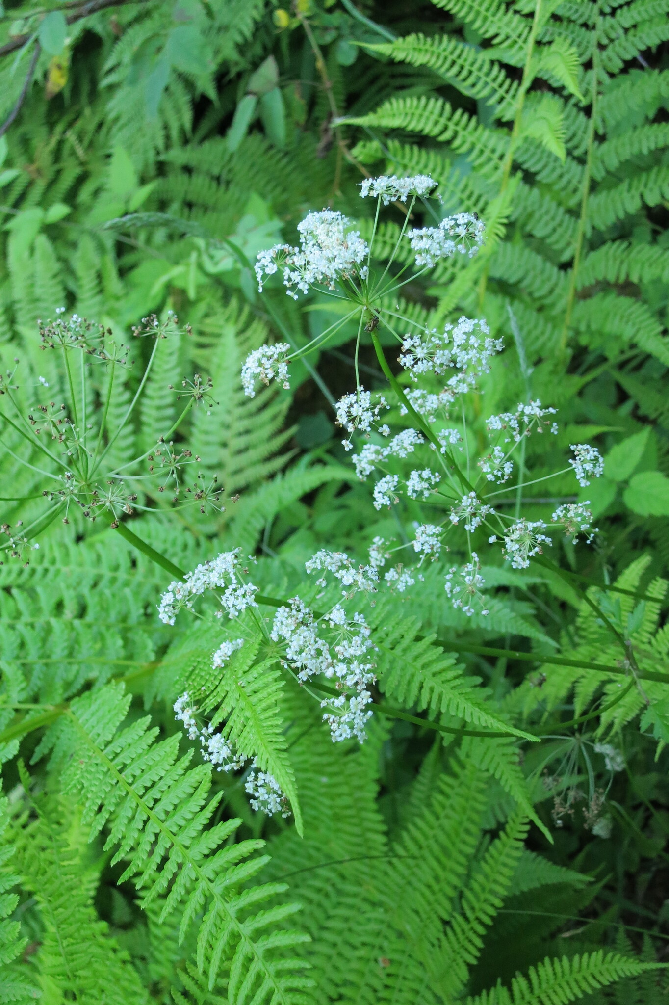 Celery Leaf Lovage (Ligusticum apiifolium)
