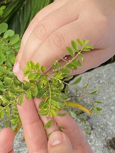 Phyllanthus tenellus image