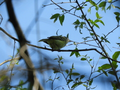 Phyllomyias sclateri