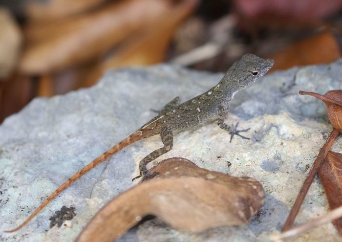 Pinardel Rio Anole
